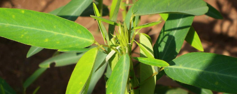 跳舞草是不是毒品原植物