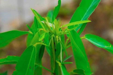 跳舞草是不是毒品原植物