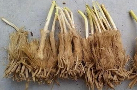 韭根的功效与作用,韭根是什么,韭根的作用