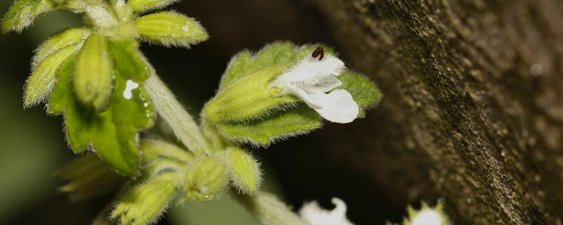 白花草有几种