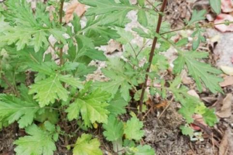 野艾蒿和艾草怎样分别