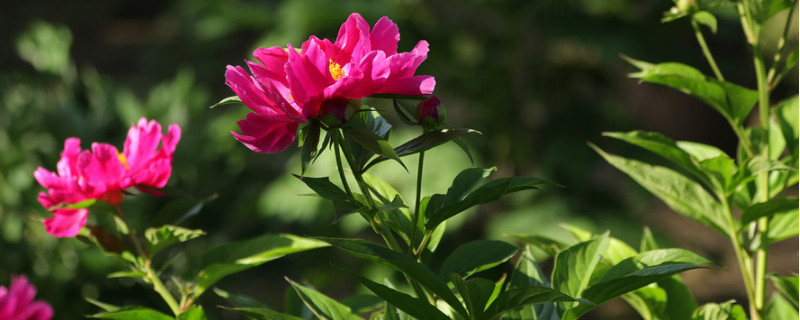 芍药插花放多少水