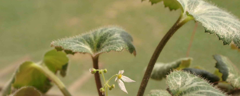 虎耳草需要阳光吗