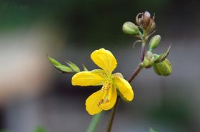 白花菜子的功效与作用,白花菜子是什么,白花菜子的功效