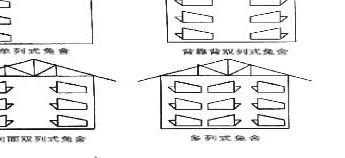 獭兔的养殖技术