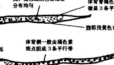 黄鳝公母怎么区分