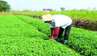 种植豆瓣菜如何整地和定植