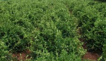 金银花种植的树形整修法（金银花怎样修剪成树形）