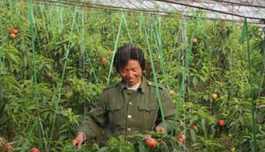 温室油桃种植技术及定植后的管理 温室油桃种植技术及定植后的管理要点