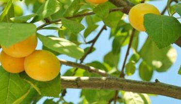 杏树流胶病怎么治 杏树流胶病的防治方法