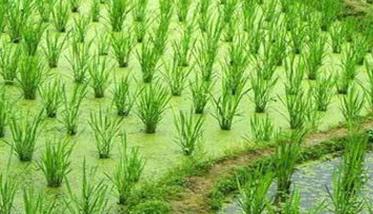 茭瓜种植技术须知