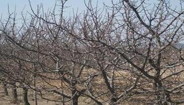 种植杏树的土肥水管理方法 杏树的施肥与浇水