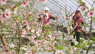 种植桃树要适时促花