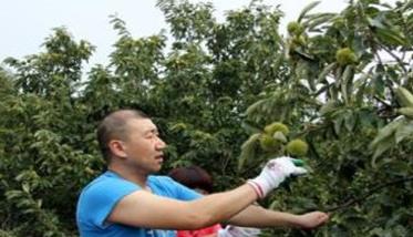 板栗密植园每亩定植多少棵