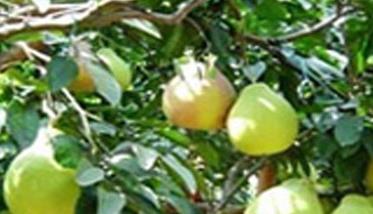 我国有哪些早熟梨树优良品种 早熟梨树新品种