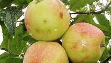 苹果树虫害及其防治方法 苹果树的虫害有哪些?怎样防治