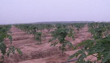 番木瓜种植的水分条件