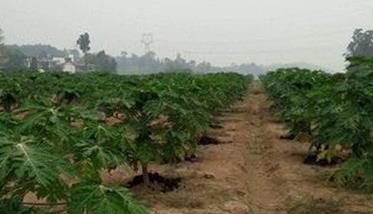 番木瓜种植的土壤条件