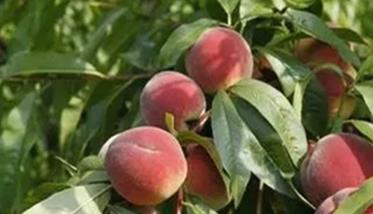 桃树施肥要点 桃树施肥要点是什么