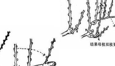 葡萄扇形整枝的三种类型 葡萄扇形整枝的三种类型是