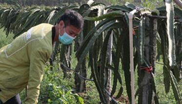 火龙果如何掌握施肥量