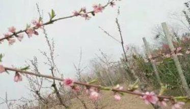 桃树、李树、杏树疏花方法简介 桃树杏树李子树