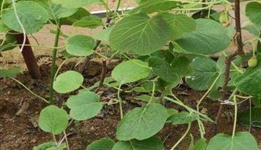 软枣猕猴桃什么季节种植合适