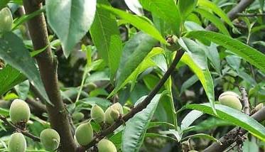 桃树种植管理方法