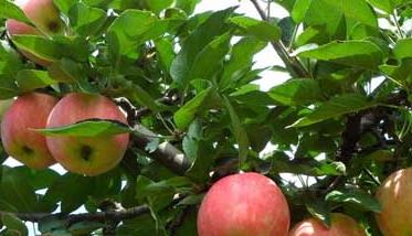 苹果树最新品种