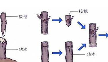 枣树如何嫁接 枣树嫁接方法介绍