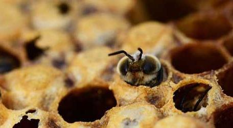 工蜂封盖子脾几天出幼蜂 蜜蜂封盖子脾多久出蜂
