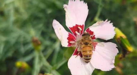 被蜜蜂蛰了擦什么药膏 被蜜蜂蛰了擦什么药膏可以排刺