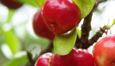 针叶樱桃的功效与作用有哪些 针叶樱桃的主要功效成分