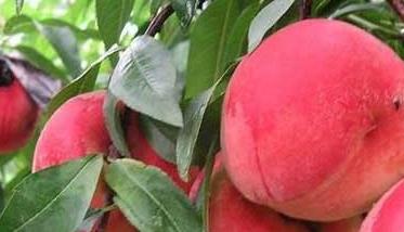 水蜜桃的功效与作用 水蜜桃的功效与作用禁忌