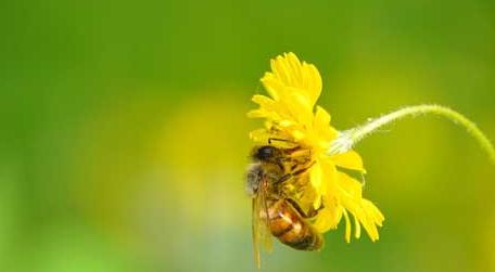 蜜蜂的生活环境特性 蜜蜂的生活环境是什么样子的?