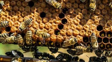 初学养蜂要了解哪些养蜂知识 新手养蜂要掌握哪些技术?