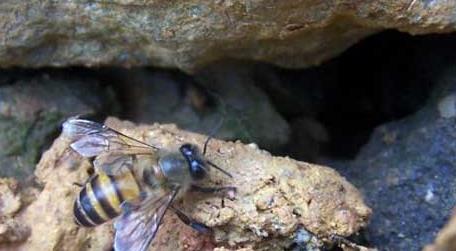 石洞里的野生蜜蜂如何收捕 怎么收捕野生蜜蜂