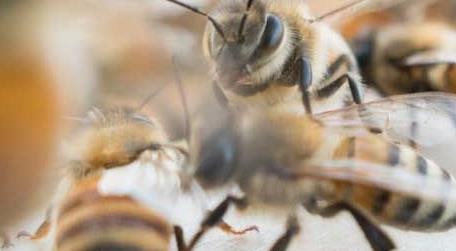 养蜂初学者该怎么做 怎样学养蜂