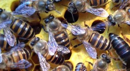 蜜蜂什么时候繁殖速度快（蜜蜂的繁殖速度有多快）