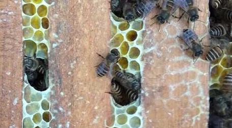 养蜂技巧