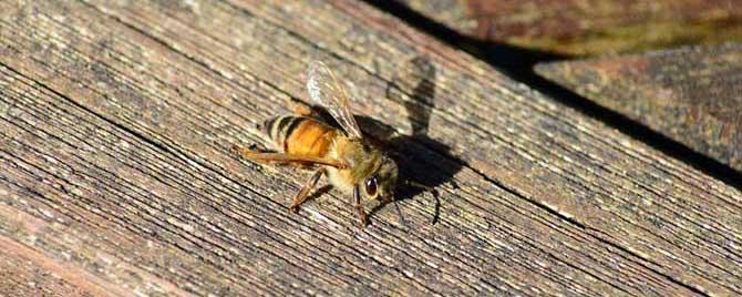 蜜蜂和马蜂有什么区别 蜜蜂和马蜂一样吗