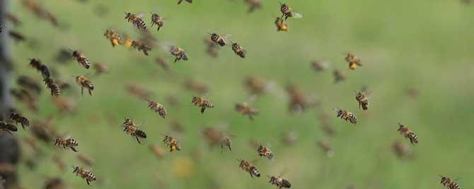 蜜蜂为什么能找到回家的路 蜜蜂为什么能找到回家的路资料