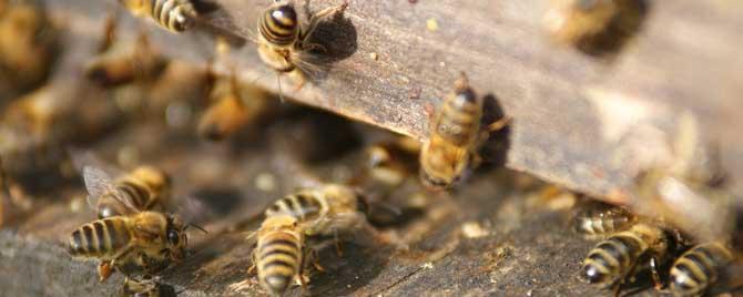 蜜蜂分蜂结团后多久飞走 蜜蜂在箱外结团多久会分蜂