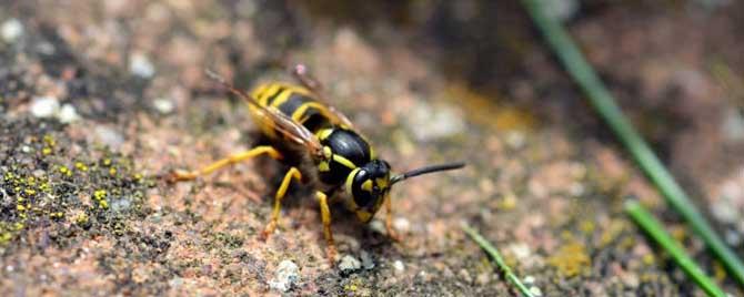 养蜜蜂怎么防止马蜂 养马蜂的方法