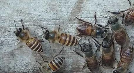 蜜蜂不出门是不是病了 蜜蜂为什么不会生病