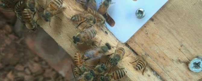 蜂箱里的蟑螂用什么药 蜂桶内有棉虫和蟑螂用什么药