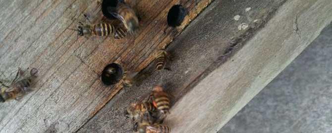 蜂箱用什么吸引蜜蜂 蜂箱如何吸引蜜蜂