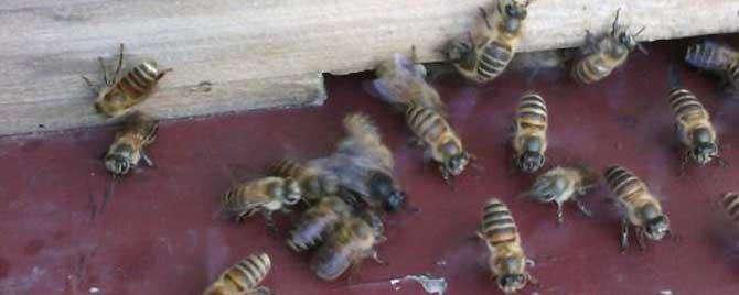 诱蜂箱里放什么好诱蜂 诱蜂箱最好的诱蜂方法