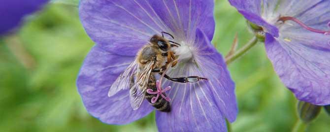 为什么要了解蜜蜂生物学 蜜蜂的生物学特性