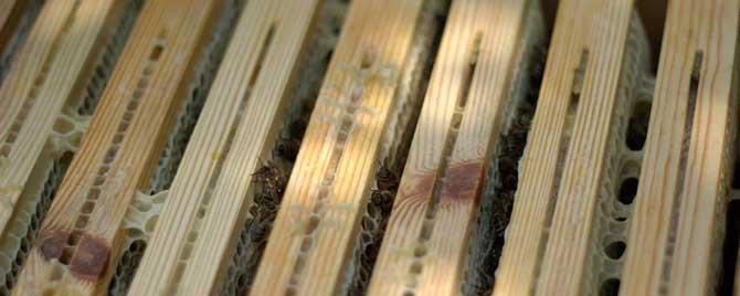 用什么木材制作蜂箱好 蜂箱用什么木头最好